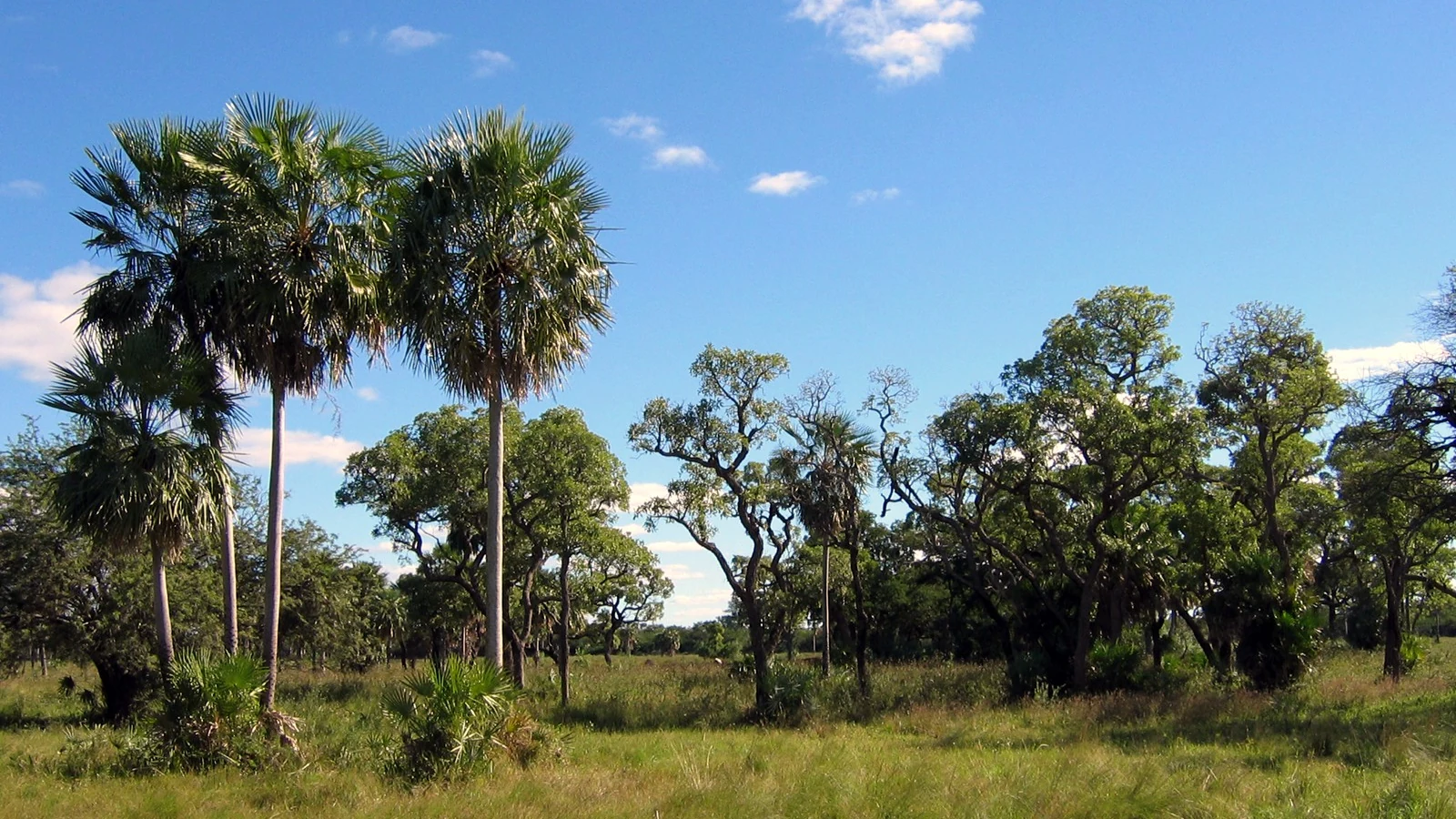 Landscape in Paraguay’s Gran Chaco.