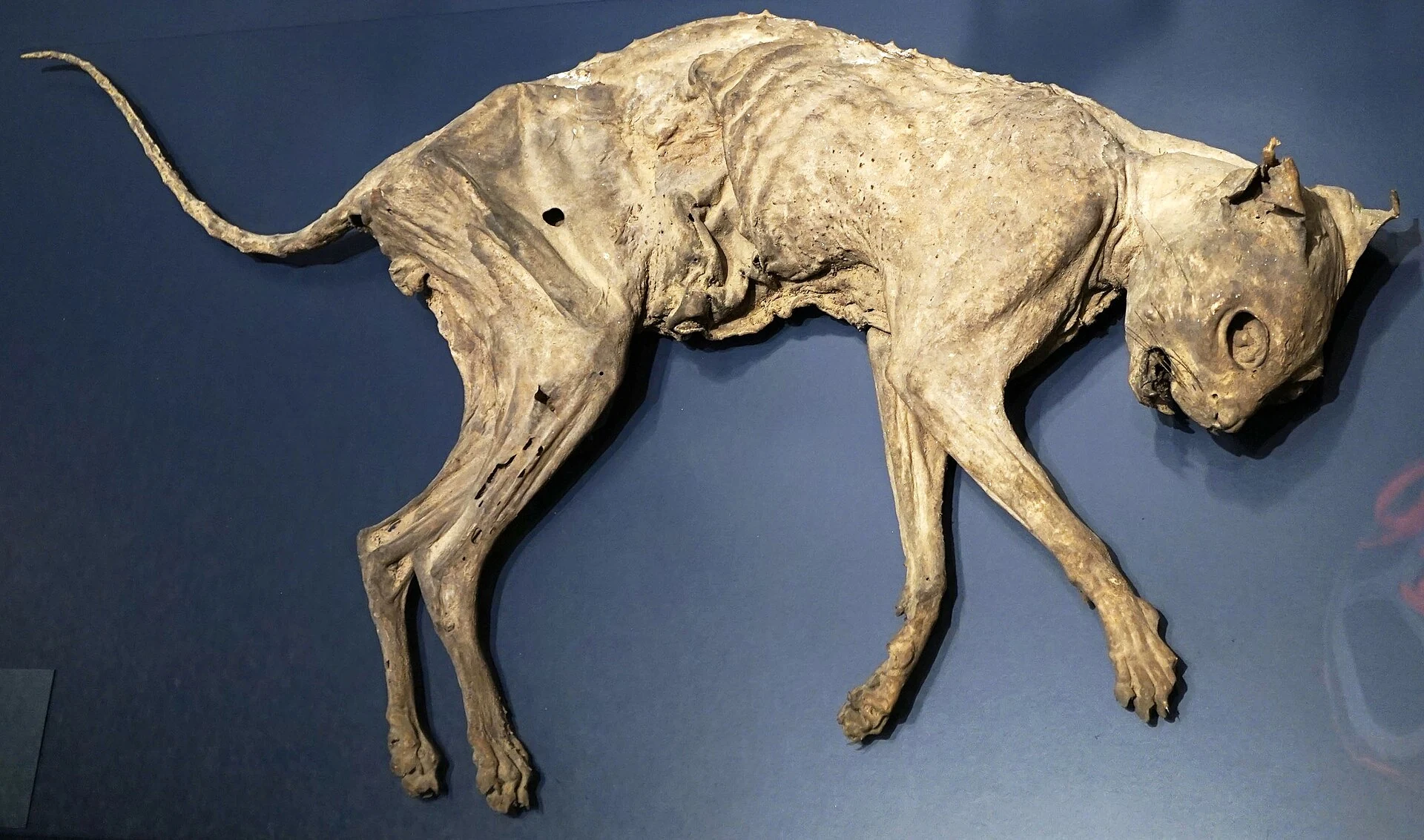 Eine mumifizierte Katze aus dem alten Ägypten.