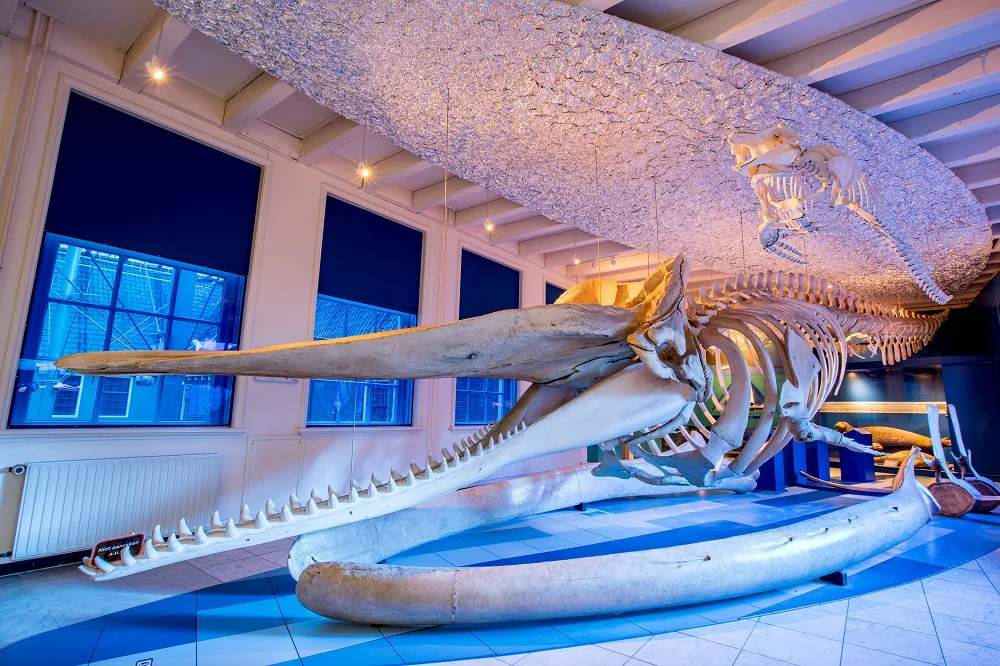 Squelette de cachalot dans la salle des baleines du Natuurmuseum Fryslân.