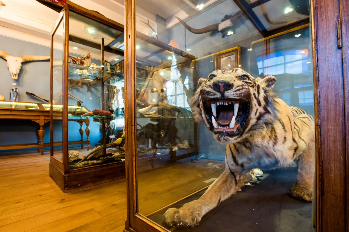 Salle avec un tigre naturalisé et d’autres animaux au Natuurmuseum Fryslân.