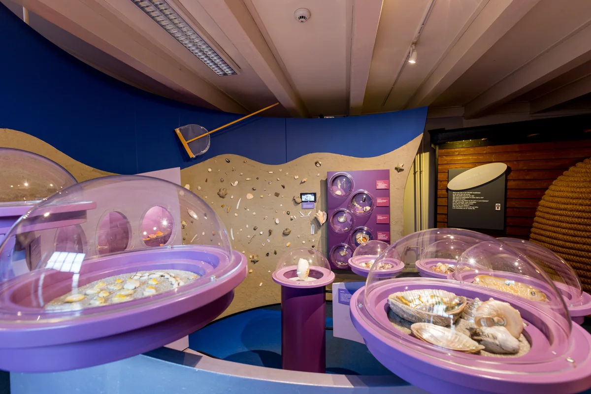 Salle avec des coquillages et d’autres objets d’histoire naturelle au Natuurmuseum Fryslân.