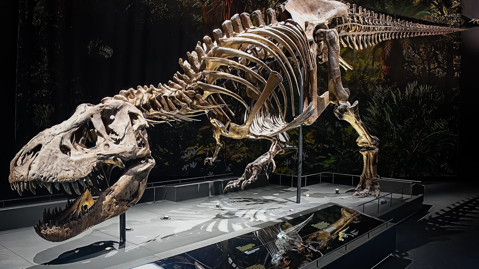 T. rex Trix at Naturalis Leiden.
