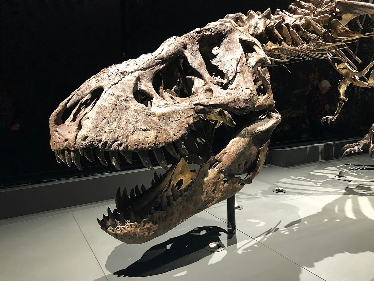 Eine zweite Ansicht von Trix im Naturalis, Leiden.